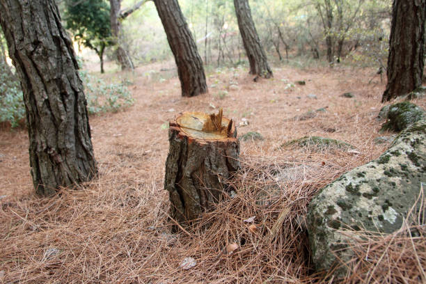 Trusted Fox Lake, WI Tree Care Experts