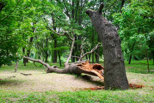 Best Tree Preservation Services  in Fox Lake, WI