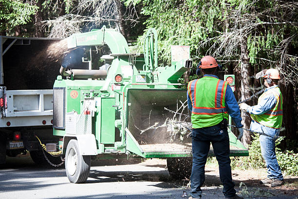 Best Tree and Shrub Care  in Fox Lake, WI