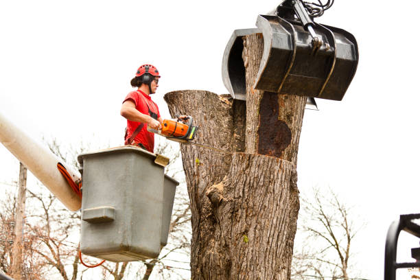 How Our Tree Care Process Works  in  Fox Lake, WI