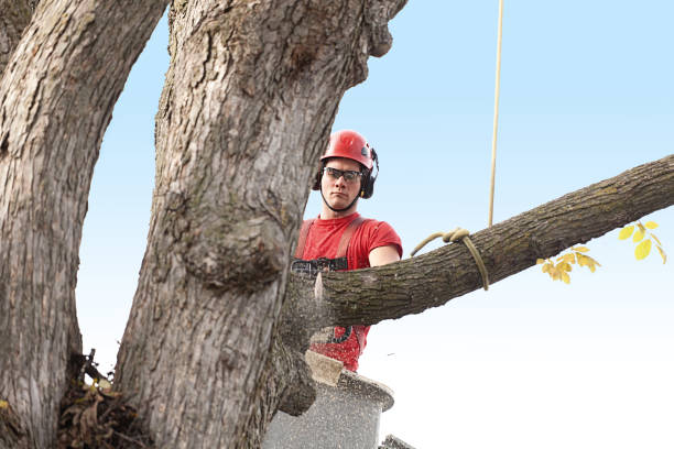 Reliable Fox Lake, WI Tree Care Solutions